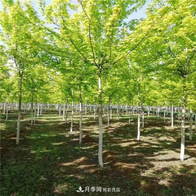 金葉復葉槭南陽(yáng)基地直銷(xiāo)，3-10公分報價(jià)(圖1)