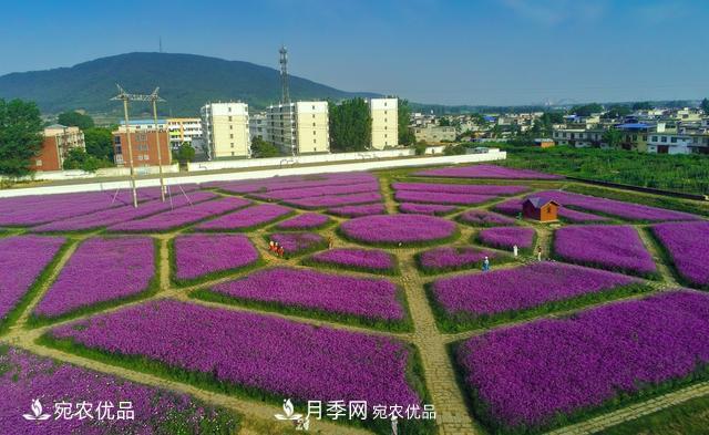 馬鞭草爭艷怒放 南陽(yáng)達士營(yíng)村美麗鄉村夢(mèng)幻家園(圖1)