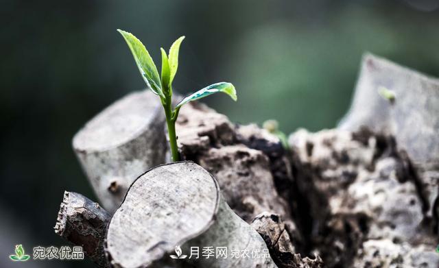 河南苗木人你可知實(shí)生苗和自根苗有什么區別？(圖2)