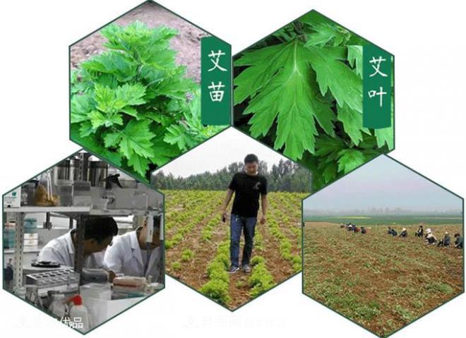 南陽(yáng)艾草根苗種植基地(圖1)