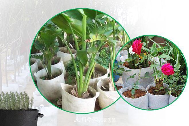 南陽(yáng)月季苗木美植袋廠(chǎng)(圖1)