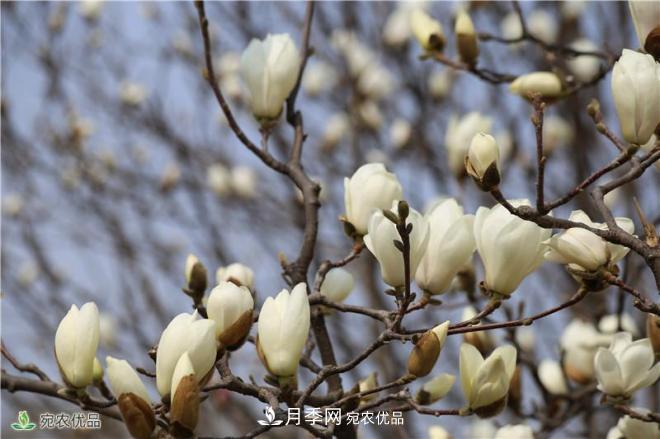 中國玉蘭之鄉，南陽(yáng)白玉蘭花開(kāi)潔白如玉(圖6)