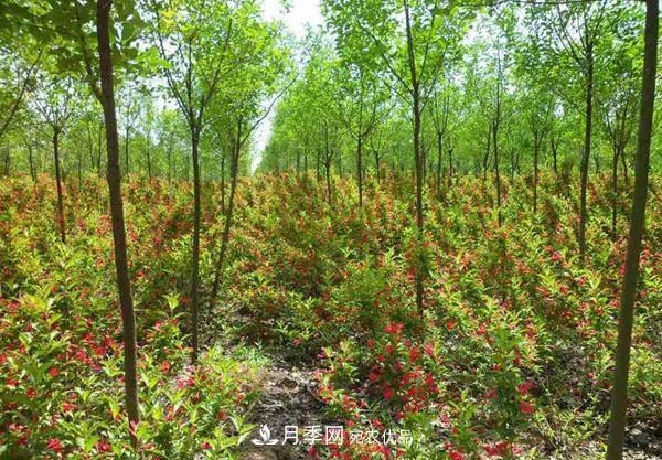 南召縣城郊鄉玉蘭苗木生態(tài)農業(yè)引領(lǐng)農民致富(圖1)