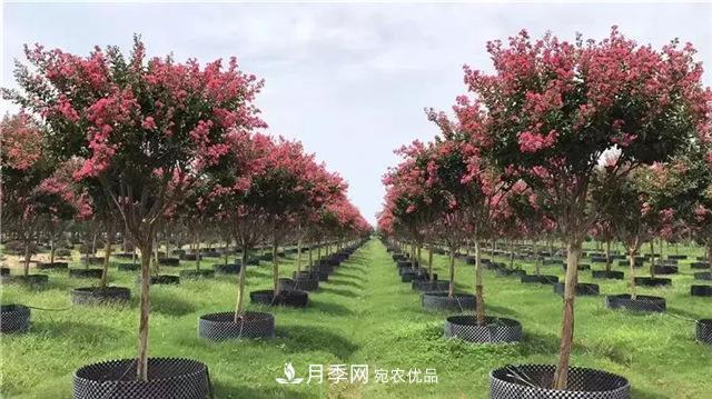 什么樣的南陽(yáng)苗木才能賣(mài)出高價(jià)！(圖2)