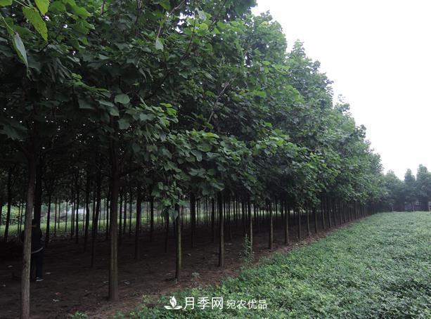 南陽(yáng)市臥龍區創(chuàng  )景速生楸樹(shù)苗木基地(圖1)