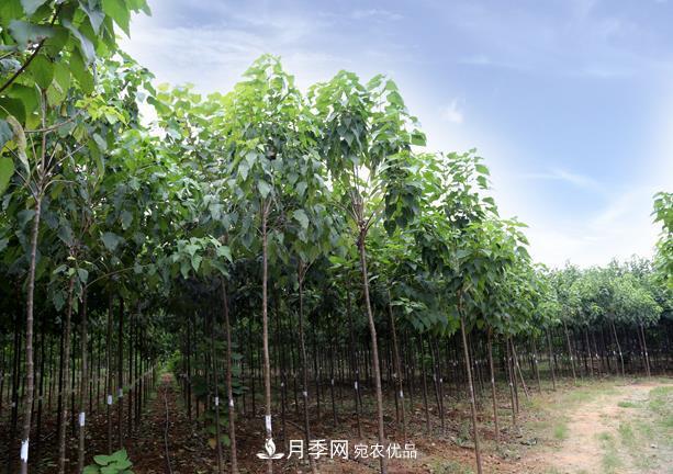 南陽(yáng)市臥龍區創(chuàng  )景速生楸樹(shù)苗木基地(圖2)