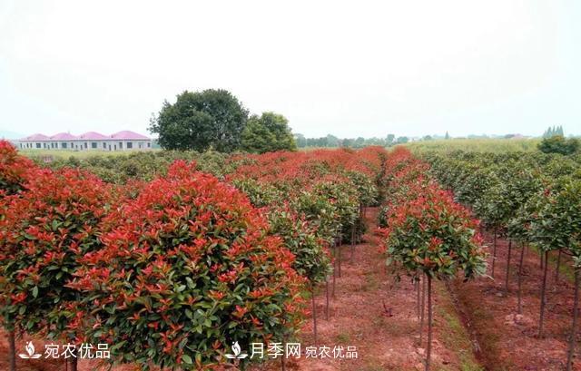 苗木怎么才能賺大錢(qián)？首先你得學(xué)會(huì )炒作(圖1)