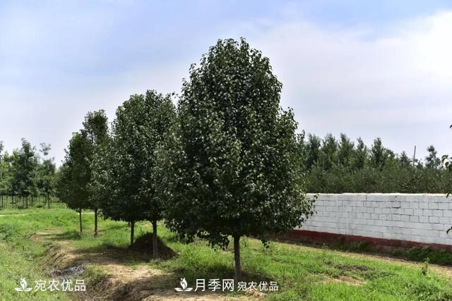 論南陽(yáng)苗木花卉行業(yè)的內銷(xiāo)與外銷(xiāo)(圖4)