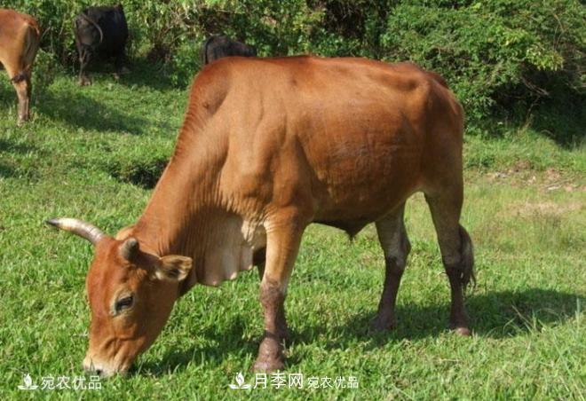 南陽(yáng)黃牛，中國地理標志保護農產(chǎn)品(圖2)