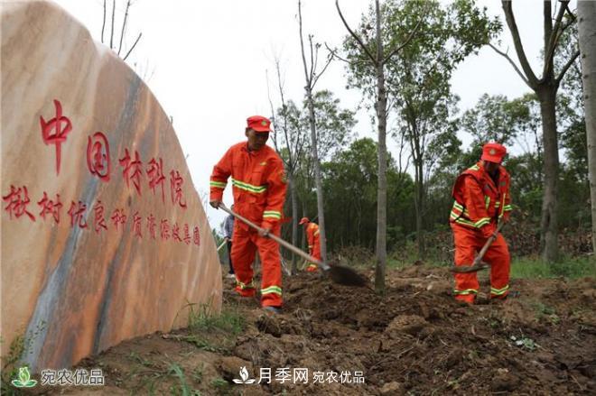 南陽(yáng)打造林木優(yōu)良種質(zhì)資源庫——香椿揪樹(shù)爭俏蘭湖公園(圖2)