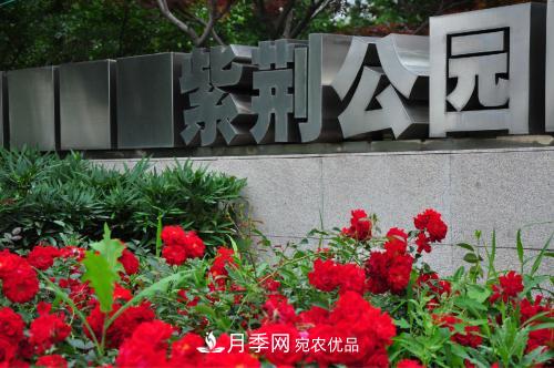 常州紫荊公園走紅，被稱(chēng)“世界月季名園”，免門(mén)票創(chuàng  )世界**(圖1)