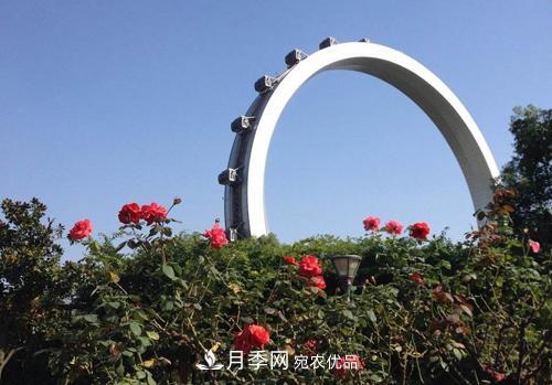 常州紫荊公園走紅，被稱(chēng)“世界月季名園”，免門(mén)票創(chuàng  )世界**(圖2)