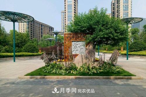 常州紫荊公園走紅，被稱(chēng)“世界月季名園”，免門(mén)票創(chuàng  )世界**(圖3)