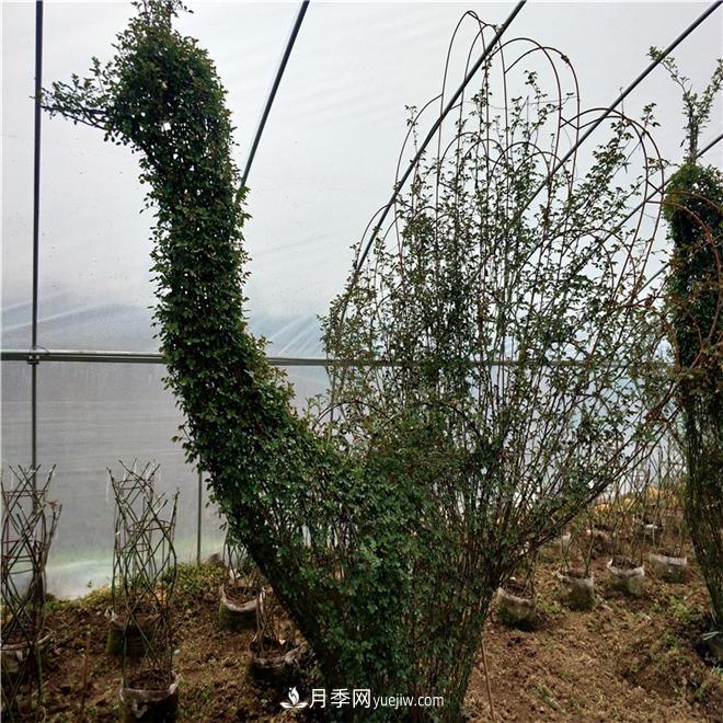 動(dòng)物造型月季，十二生肖奇型造型月季(圖1)