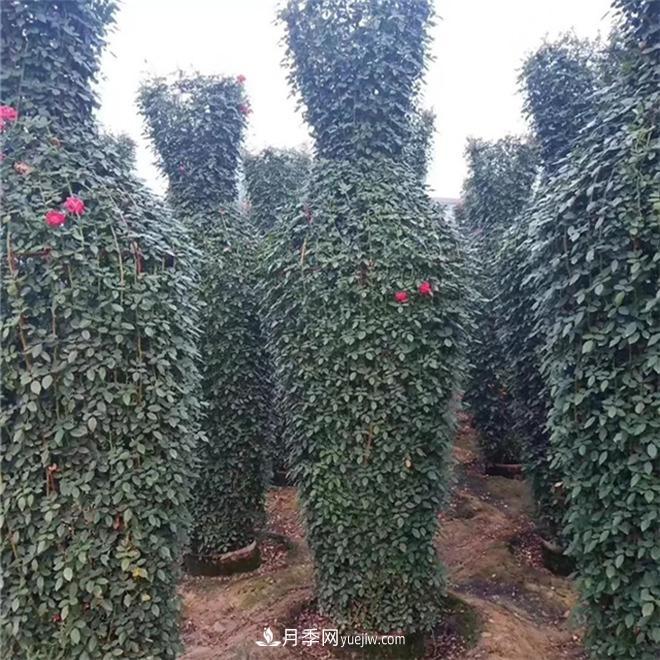 月季花瓶，南陽(yáng)基地花瓶造型月季批發(fā)價(jià)格(圖1)