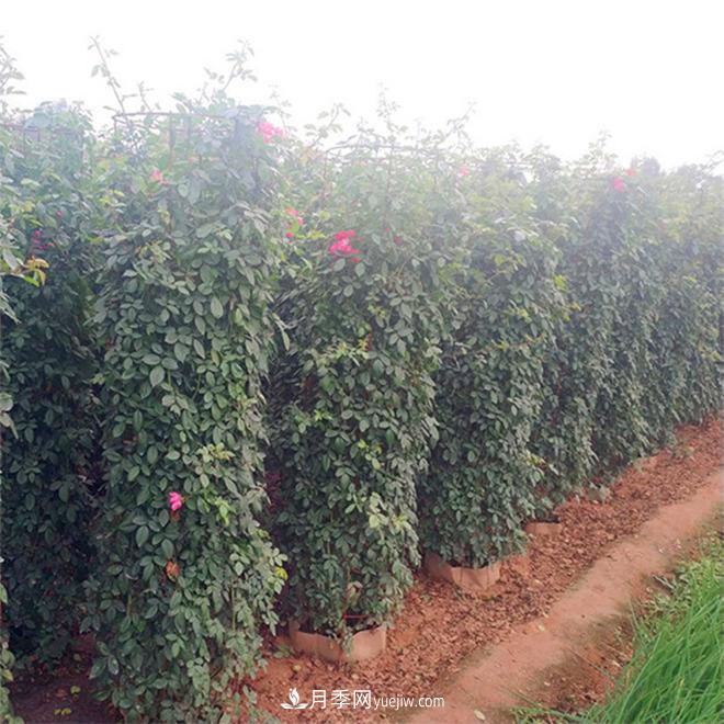 月季花瓶，南陽(yáng)基地花瓶造型月季批發(fā)價(jià)格(圖3)