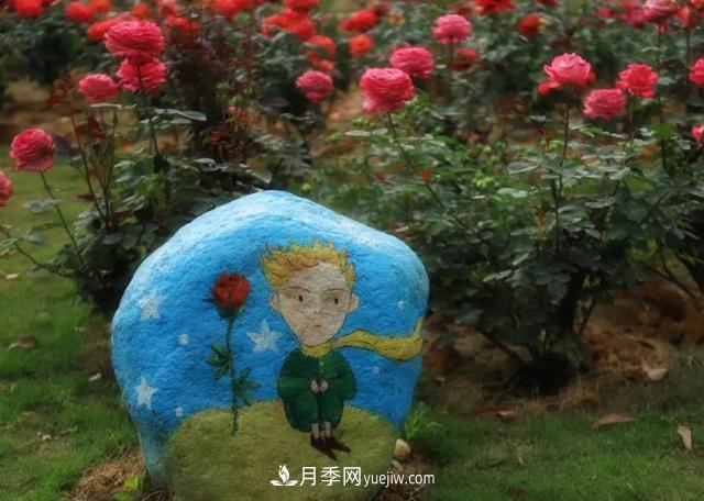 月季/玫瑰花是***具推廣的潛力花木，不用擔心它的未來(lái)(圖1)