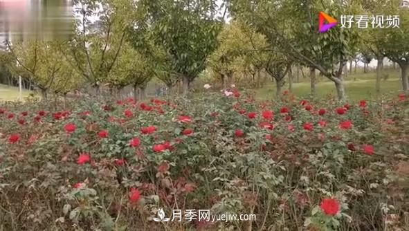 來(lái)山東聊城九州洼月季公園，看這搖曳多姿的月季格?；?圖1)