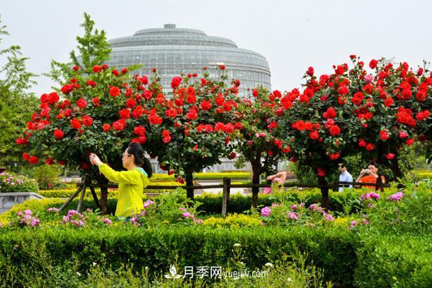 可以在家種植的“樹(shù)”！月季樹(shù)的花色更多還好看，可以放棄綠蘿了(圖2)