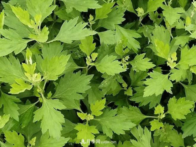 種南陽(yáng)艾草的時(shí)候怎么除草，可不可以用草甘膦(圖1)
