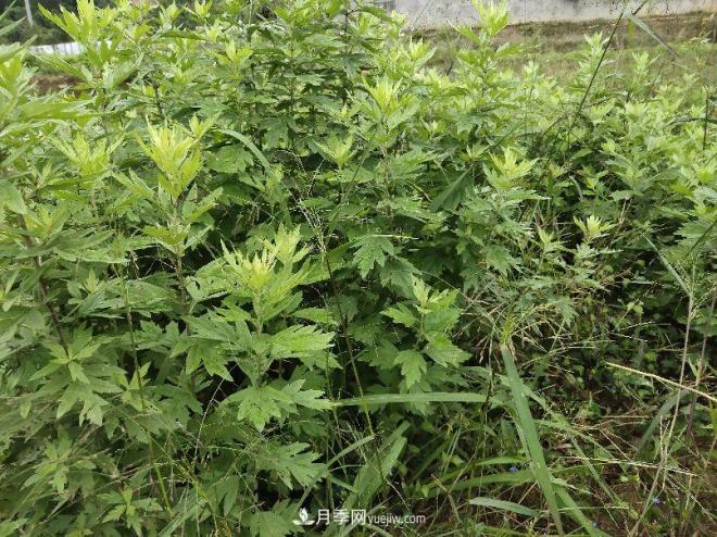 種南陽(yáng)艾草的時(shí)候怎么除草，可不可以用草甘膦(圖2)