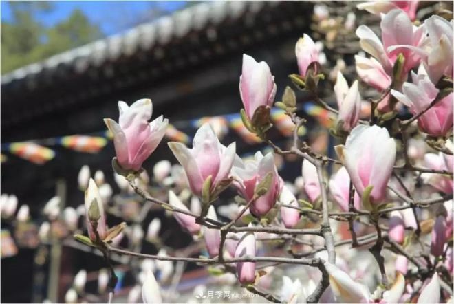紫玉蘭、白玉蘭、二喬玉蘭、飛黃玉蘭、廣玉蘭等玉蘭怎么分辨？(圖5)