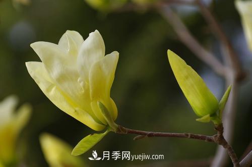紫玉蘭、白玉蘭、二喬玉蘭、飛黃玉蘭、廣玉蘭等玉蘭怎么分辨？(圖8)