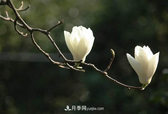 紫玉蘭、白玉蘭、二喬玉蘭、飛黃玉蘭、廣玉蘭等玉蘭怎么分辨？(圖2)