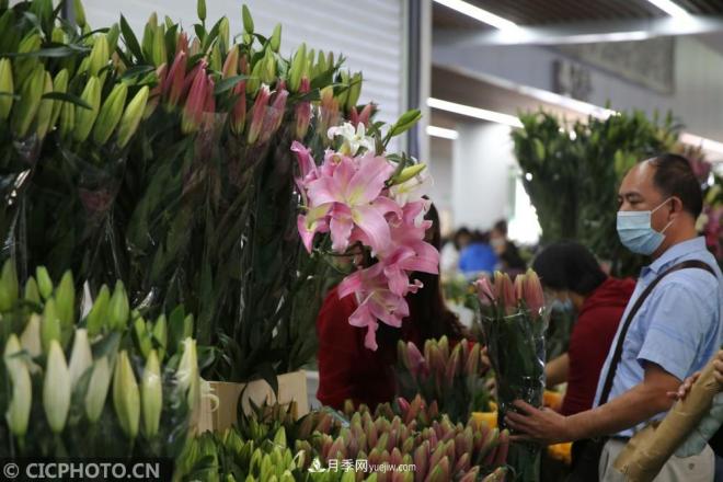 云南昆明：長(cháng)假“帶火”花卉經(jīng)濟(圖2)