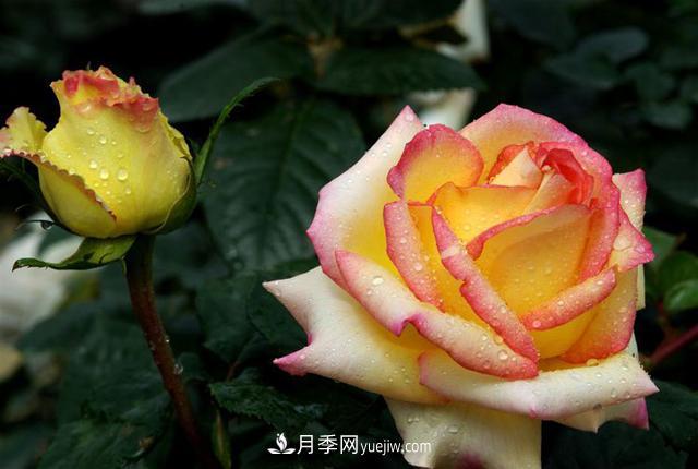 月季，與花卉有關(guān)的一些知識(圖1)