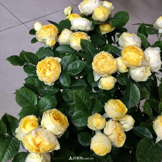 非?！扒趭^”的4個(gè)月季品種，1年開(kāi)花不斷，關(guān)鍵抗病性好(圖3)