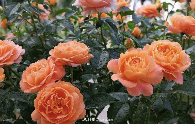 非?！扒趭^”的4個(gè)月季品種，1年開(kāi)花不斷，關(guān)鍵抗病性好(圖2)