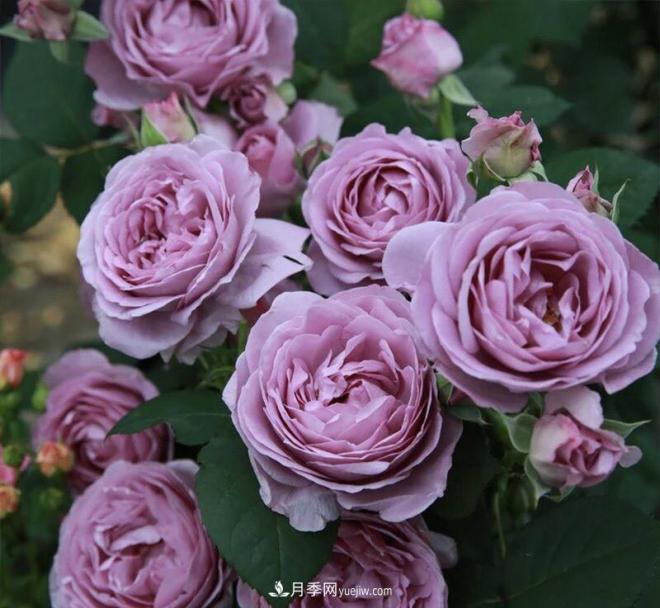 非?！扒趭^”的4個(gè)月季品種，1年開(kāi)花不斷，關(guān)鍵抗病性好(圖1)