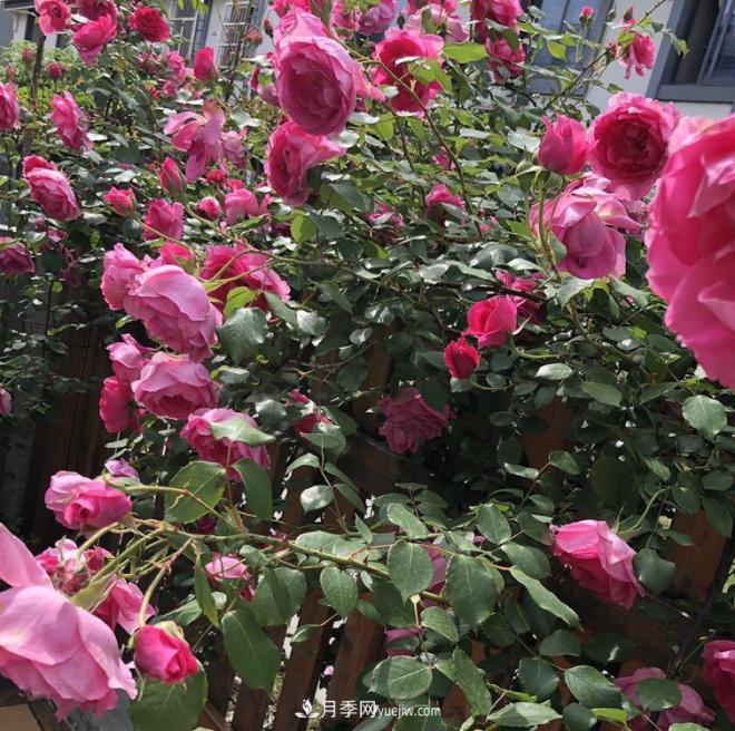 非?！扒趭^”的4個(gè)月季品種，1年開(kāi)花不斷，關(guān)鍵抗病性好(圖4)