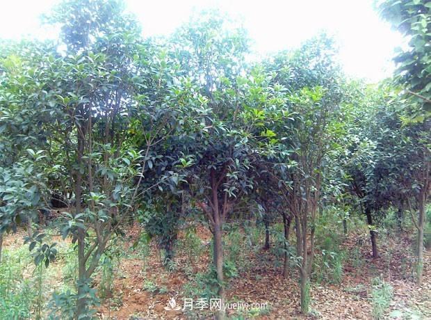 桂花樹(shù)***適宜采用這兩種方法繁殖，易操作，成活率高(圖1)