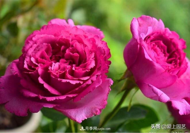 無(wú)伊芙不月季，哪種伊芙月季***值得入手？(圖3)