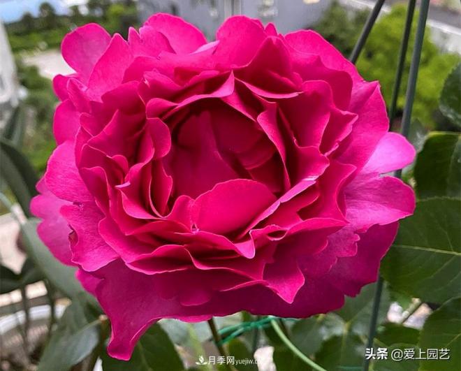 無(wú)伊芙不月季，哪種伊芙月季***值得入手？(圖1)