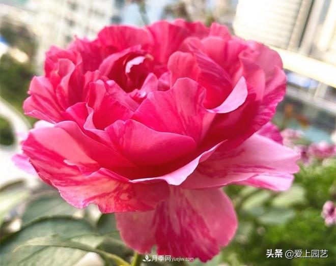 無(wú)伊芙不月季，哪種伊芙月季***值得入手？(圖4)