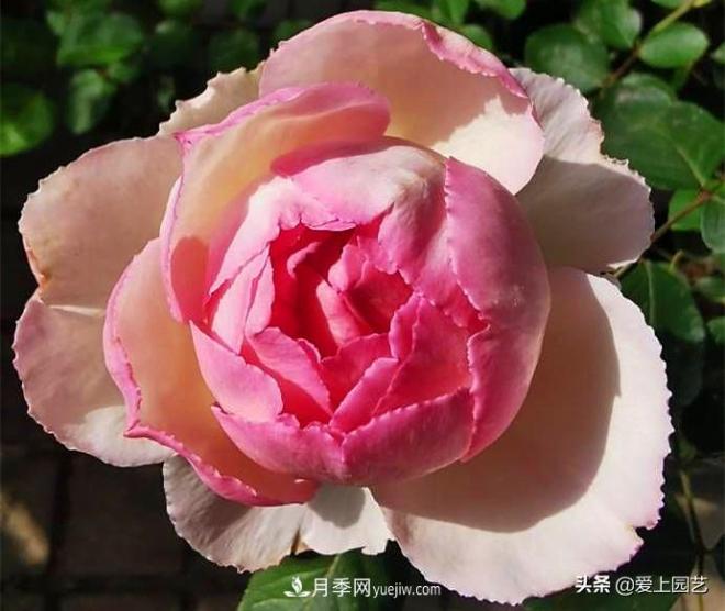 無(wú)伊芙不月季，哪種伊芙月季***值得入手？(圖5)