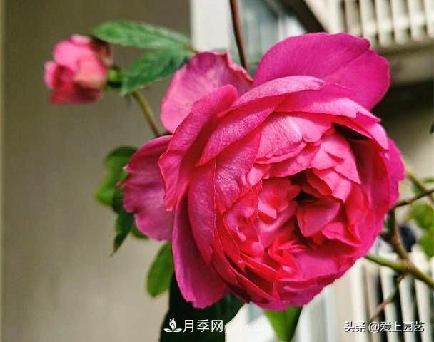 無(wú)伊芙不月季，哪種伊芙月季***值得入手？(圖8)