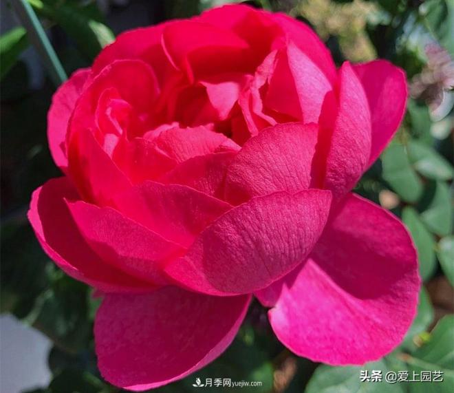 無(wú)伊芙不月季，哪種伊芙月季***值得入手？(圖7)