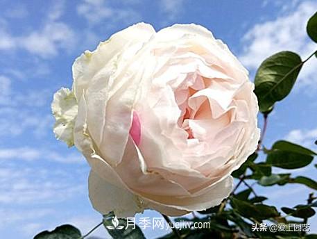 無(wú)伊芙不月季，哪種伊芙月季***值得入手？(圖10)