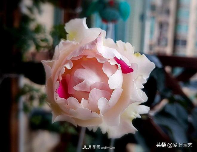 無(wú)伊芙不月季，哪種伊芙月季***值得入手？(圖9)