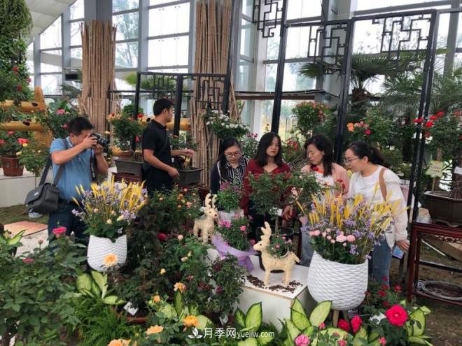南陽(yáng)月季在安徽第十屆中國月季展覽會(huì )上大放異彩(圖3)