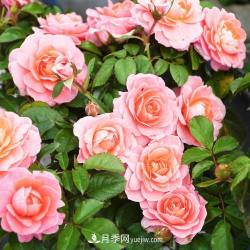 盆栽月季，我選3種，花朵超仙，一開(kāi)花就驚艷了時(shí)光！(圖1)