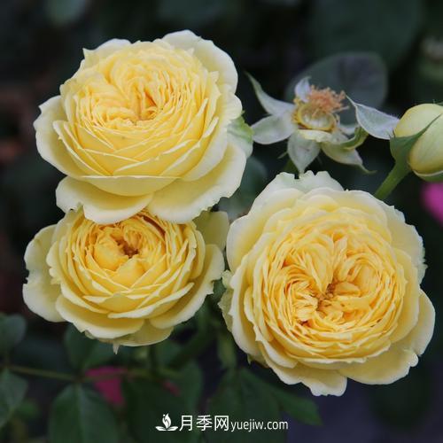 盆栽月季，我選3種，花朵超仙，一開(kāi)花就驚艷了時(shí)光！(圖3)