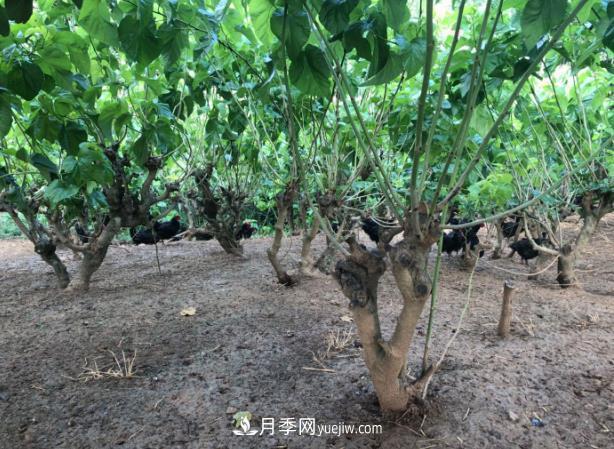 七彩月季、林下養雞……陜西石泉薩索農場(chǎng)念活了“生態(tài)經(jīng)”(圖1)