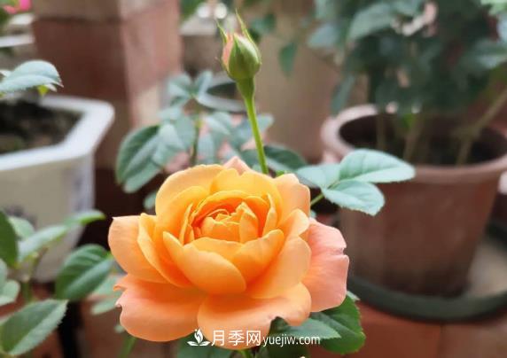 新手入坑月季，學(xué)好5個(gè)小妙招，果汁陽(yáng)臺月季輕松開(kāi)花滿(mǎn)盆(圖1)
