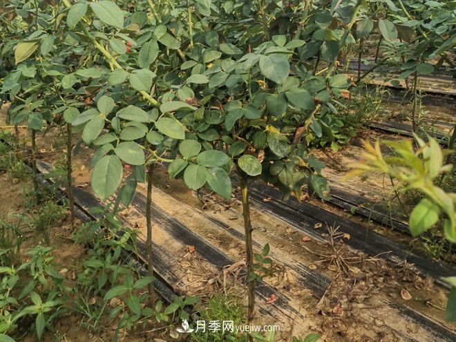 河北樹(shù)狀月季批發(fā)基地，品種月季產(chǎn)地直供價(jià)格表(圖3)