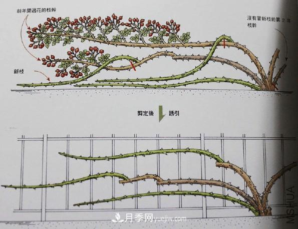 月季冬剪好還是春剪好？南北有區別，一起來(lái)學(xué)習吧(圖3)